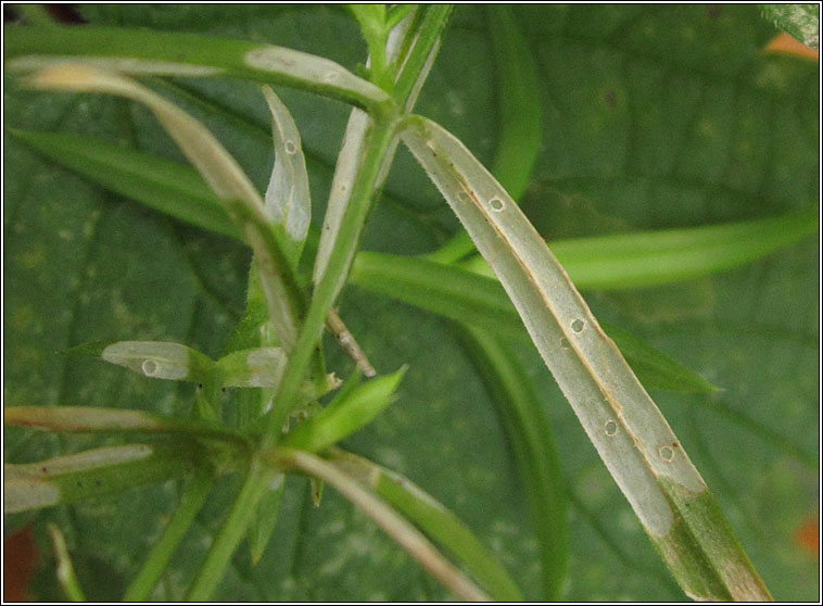 Coleophora solitariella