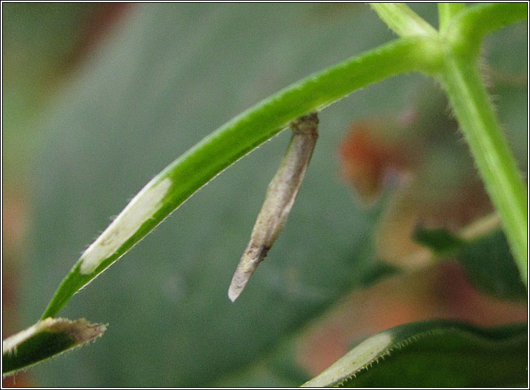 Coleophora solitariella