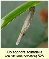 Coleophora solitariella