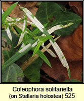 Coleophora solitariella