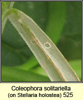 Coleophora solitariella