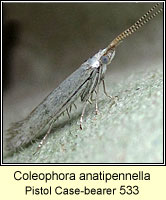 Coleophora anatipennella, Pistol Case-bearer