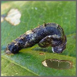 Coleophora anatipennella, Pistol Case-bearer