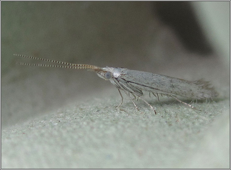 Coleophora anatipennella, Pistol Case-bearer