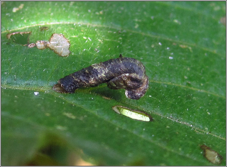 Coleophora anatipennella, Pistol Case-bearer