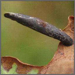 Coleophora pyrrhulipennella