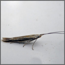 Coleophora albicosta