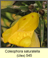 Coleophora saturatella