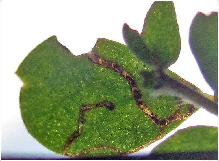 Coleophora discordella