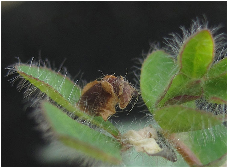 Coleophora discordella