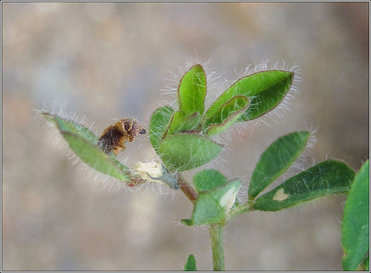 Coleophora discordella