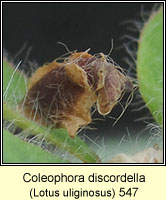 Coleophora discordella