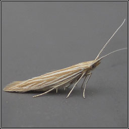 Coleophora follicularis