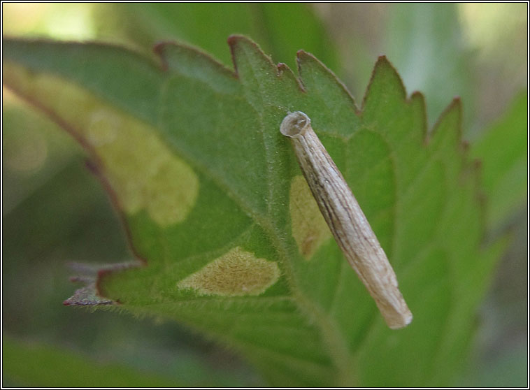 Coleophora follicularis