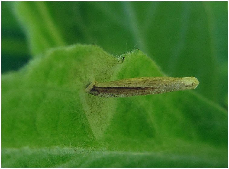 Coleophora follicularis