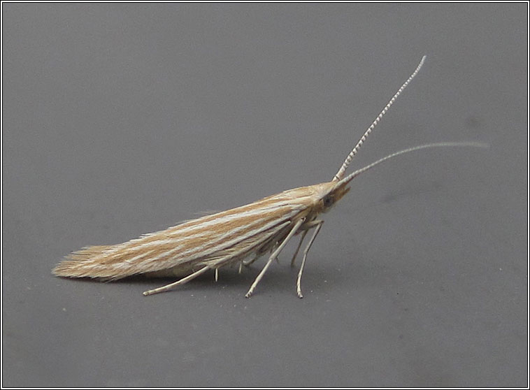 Coleophora follicularis