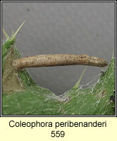 Coleophora peribenanderi