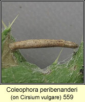 Coleophora peribenanderi