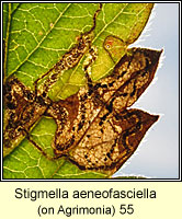 Stigmella aeneofasciella