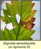 Stigmella aeneofasciella