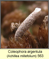 Coleophora argentula