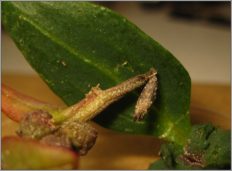 Coleophora atriplicis