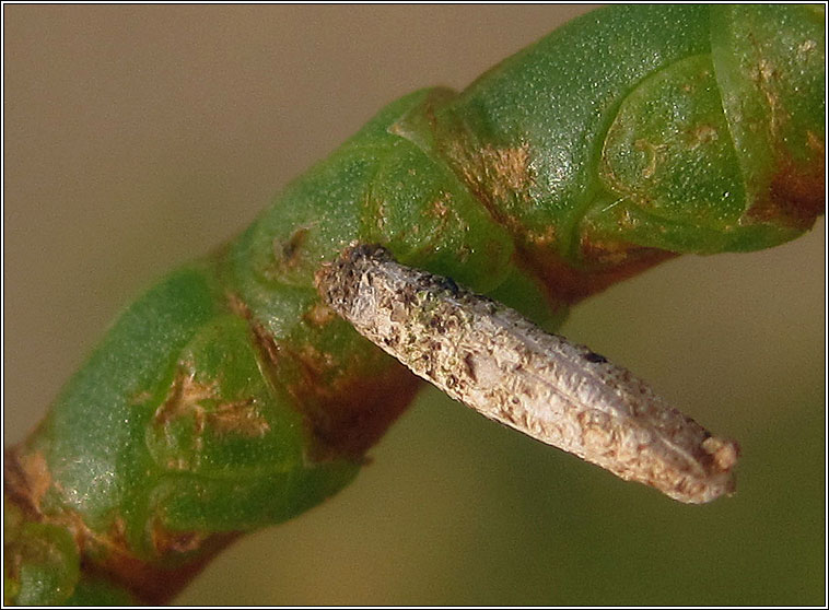 Coleophora atriplicis