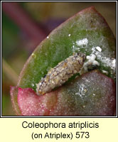 Coleophora atriplicis