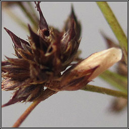 Coleophora taeniipennella