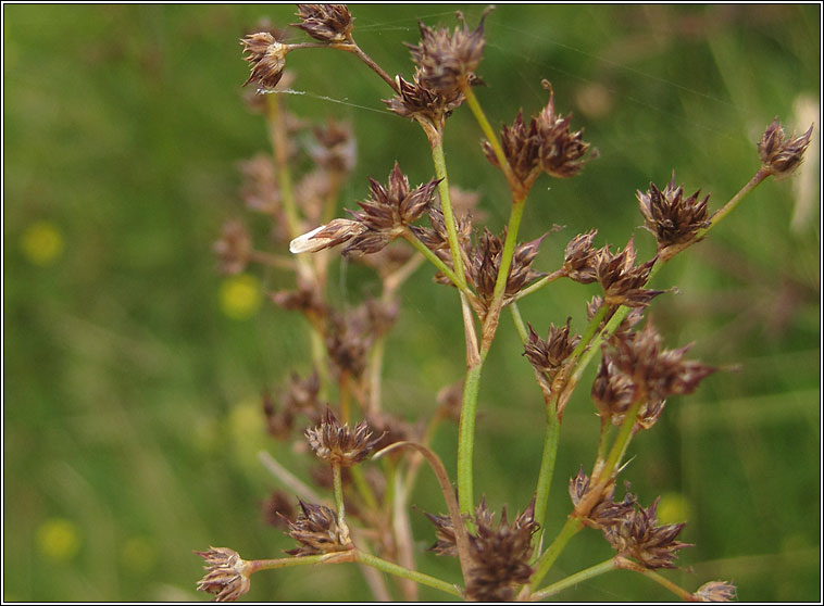 Coleophora taeniipennella