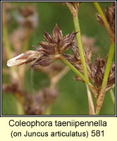 Coleophora taeniipennella