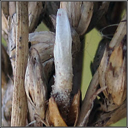 Coleophora glaucicolella