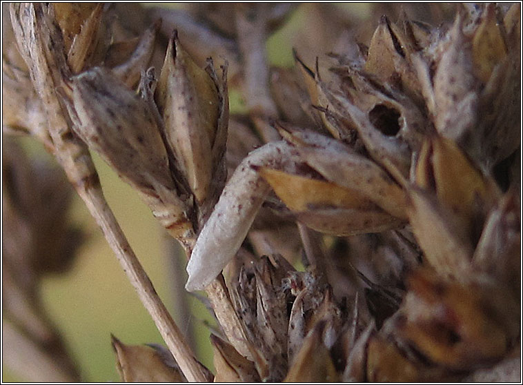 Coleophora glaucicolella