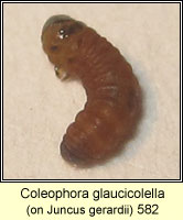 Coleophora glaucicolella