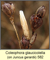 Coleophora glaucicolella