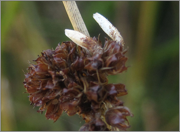 Coleophora alticolella