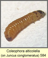 Coleophora alticolella