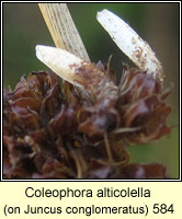 Coleophora alticolella