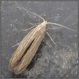 Coleophora maritimella