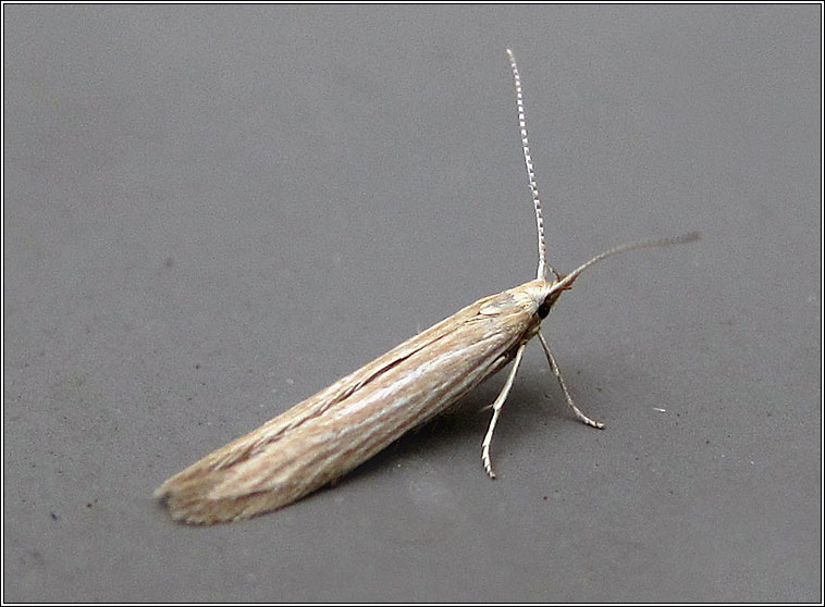 Coleophora maritimella