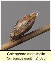 Coleophora maritimella