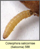 Coleophora salicorniae