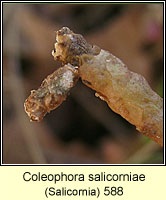 Coleophora salicorniae
