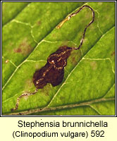 Stephensia brunnichella