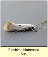 Elachista biatomella