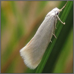 Elachista argentella