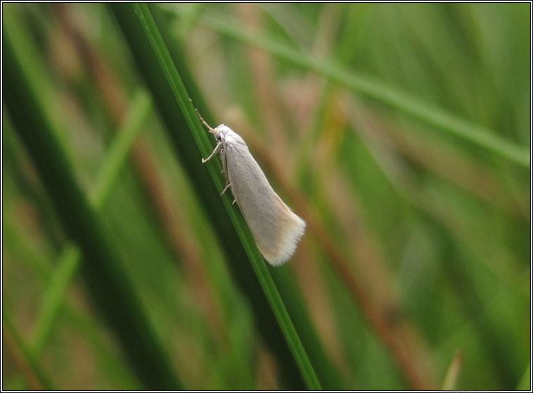 Elachista argentella