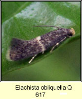 Elachista obliquella