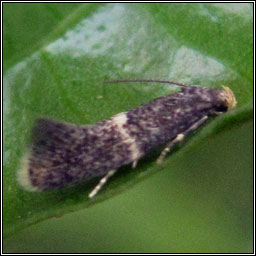 Elachista obliquella