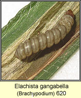 Elachista gangabella